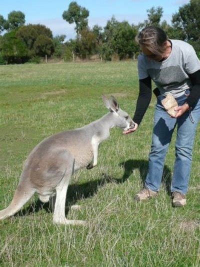 Visit Phillip Island Wildlife Park for Famous Australian Animals