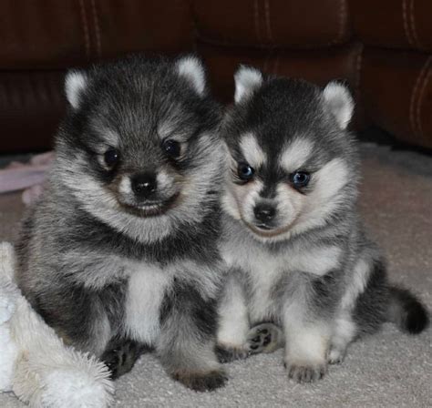 Pomsky Puppies For Sale | Central City, AL #328653