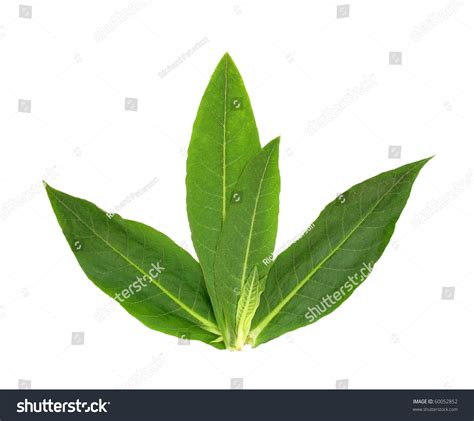 Tobacco Leaves Stock Photo 60052852 - Shutterstock