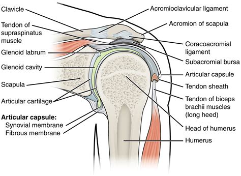 This figure shows the structure of the shoulder joint. The main ligaments and parts are labeled.