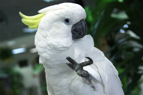 White Cockatoo Fresh Hd Desktop Wallpapers 2013 | Top hd animals wallpapers