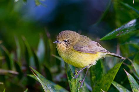 Dandabah Village at Bunya Mountains. | BIRDS in BACKYARDS