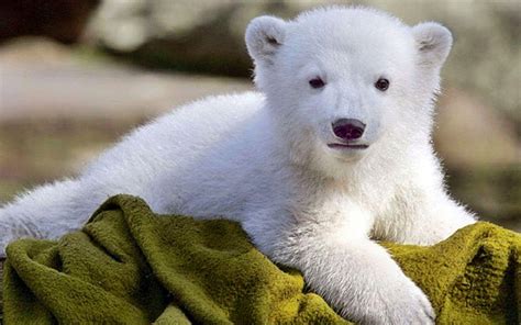 Baby Polar Bear Wallpapers - Wallpaper Cave