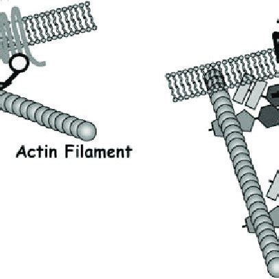 Schematic representation of adenosine receptor-interacting proteins ...