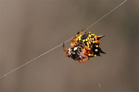 Christmas Spider - ClimateWatch Australia- Citizen Science App