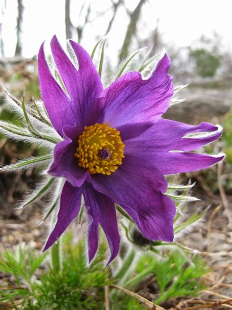 The Amazing Pasque Flower | Rotary Botanical Gardens