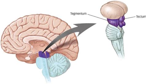 tegmentum - Google Search | Cerebro, Cuerpo humano anatomia, Estructura del cerebro