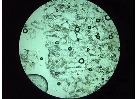 Banana cells. Biology lab, freshman year of high school, 2009. | Biology labs, Freshman year ...