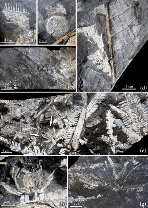 Pteridophyta Fossil