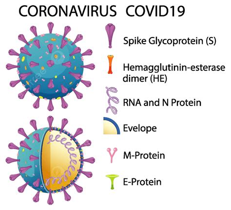 Diagram Of Corona Virus Particle Structure Genome Arrangement Structure Vector, Genome ...