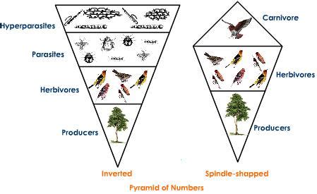 Functions of Ecosystem: Ecological succession, Homeostasis ...