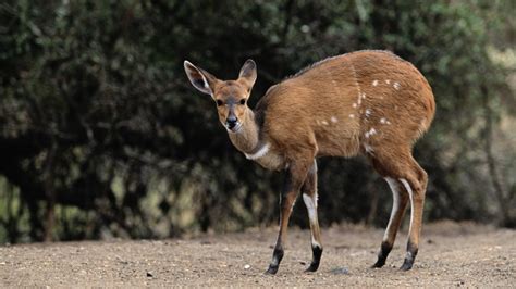 Mozambique's Bushbuck Have Thrived Without Predators - The Atlantic