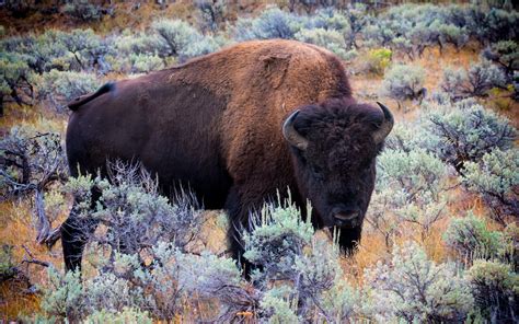 Bison d'Amérique du Nord Fond d'écran HD | Arrière-Plan | 1920x1200 | ID:591788 - Wallpaper Abyss