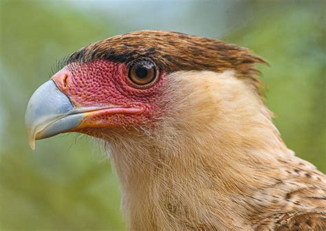 Caracara bird of prey closeup | Wildlife photography, Animal paintings, Birds of prey