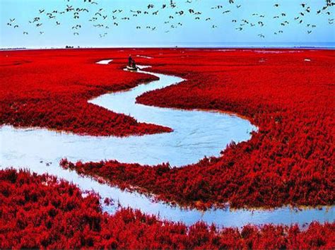 Incredible Red Seabeach in China - Places To See In Your Lifetime