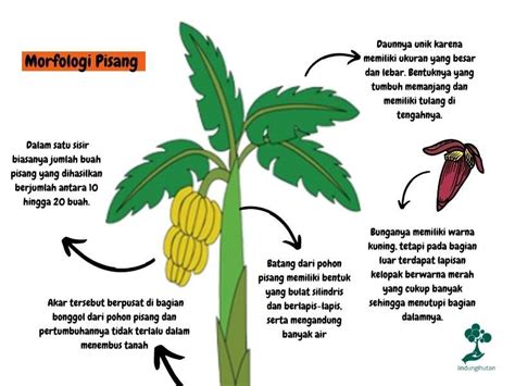 Pohon Pisang: Taksonomi, Manfaat, dan 9 Jenis Pisang