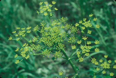 Pastinaca sativa (wild parsnip): Go Botany