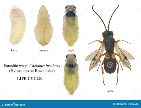 Parasitic Wasp Larvae Emerging From A Live Peacock Butterfly ...