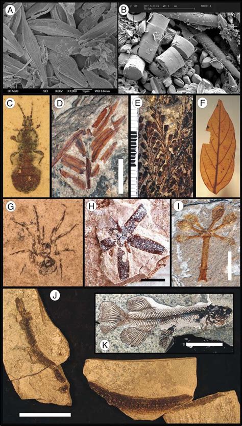 Microfacies and macrofossil examples from Foulden Maar. A-SEM image of... | Download Scientific ...