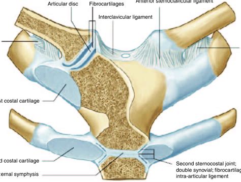 Sternoclavicular Joint Anatomy Diagram