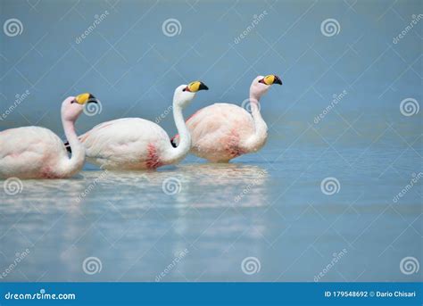 The Rare James`s Flamingo stock photo. Image of hours - 179548692