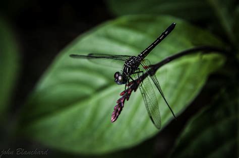 Bugged Out Photograph by John Blanchard - Fine Art America