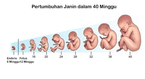 Tahapan Perkembangan Embrio Pada Manusia Secara Berurutan Adalah ...