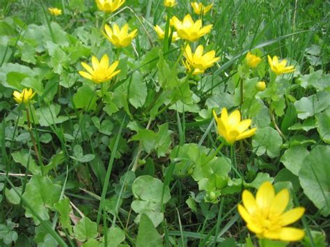 Lesser Celandine Free Stock Photo - Public Domain Pictures