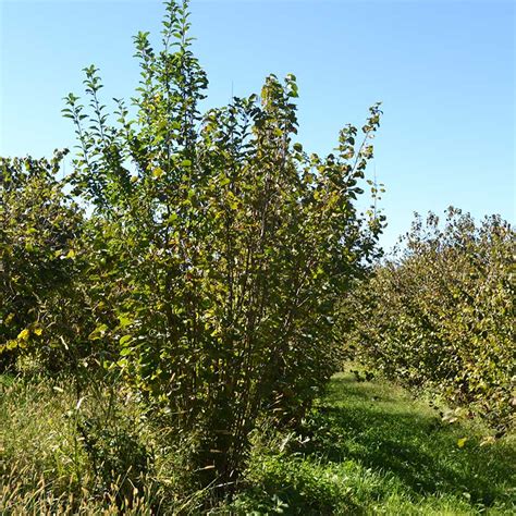 Hazelnut Tree, Potted Trees, Trees And Shrubs, Trees To Plant, American Hazelnut, Buy Trees ...