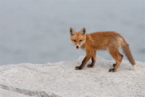 30+ Red Fox Full Body Profile Stock Photos, Pictures & Royalty-Free ...