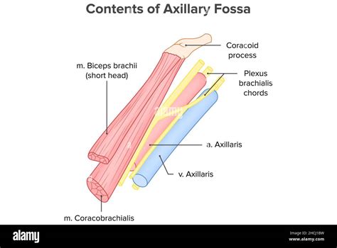 Contents of Axillary Fossa, anatomy Stock Photo - Alamy