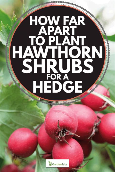 How Far Apart To Plant Hawthorn Shrubs For A Hedge