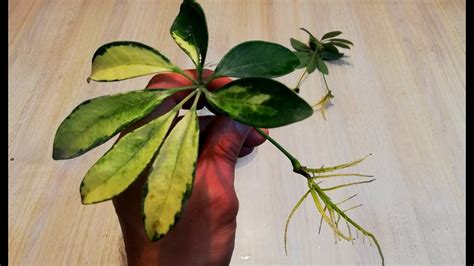 Schefflera‌ ‌propagation‌: Different methods & steps to regrow your ...