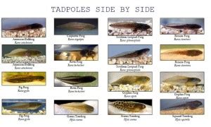 Introduction to Tadpoles (and ID) - The Infinite Spider