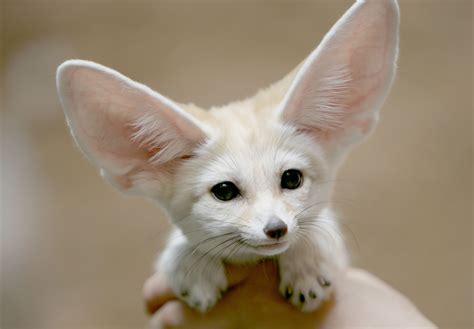 Fennec Every Hour! on Twitter: "https://t.co/PQvb8UgIuP" / Twitter