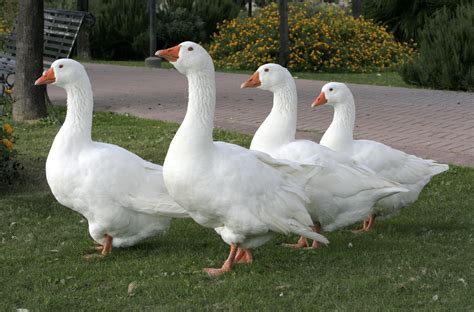 File:Four white goose.JPG