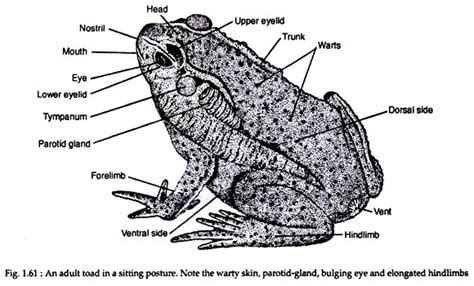 External Structures of Toad | Zoology