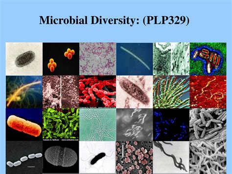 PPT - Microbial Diversity: (PLP329) PowerPoint Presentation, free download - ID:1096201