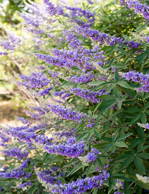 The Shoal Creek Vitex: A Fragrant and Low-Maintenance Plant