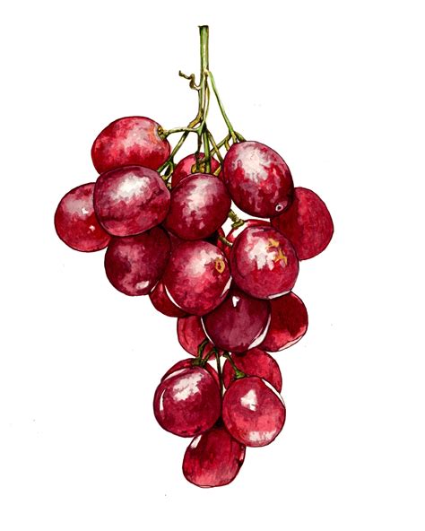 Watercolour grapes | Fruit painting, Watercolor fruit, Fruit art