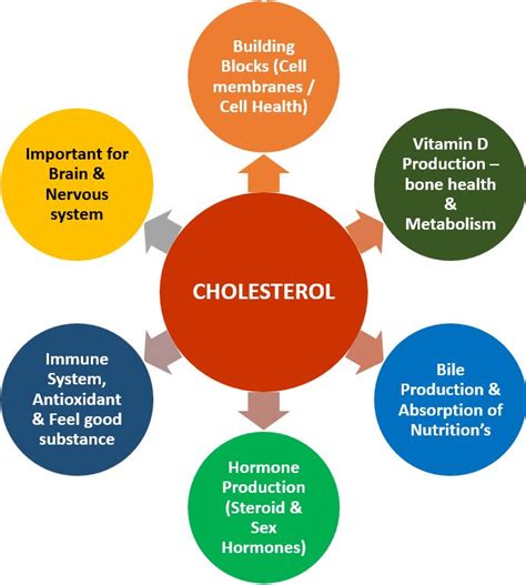 Let's Have a Heart to Heart About Cholesterol - Lotus of Life Chiropractic