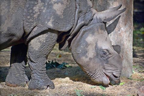 The Indian Rhinoceros Rhinoceros Unicornis Stock Image - Image of horn, mammal: 175885187