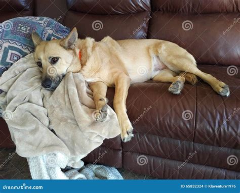 Dog sleeping on couch stock photo. Image of laying, sleeping - 65832324