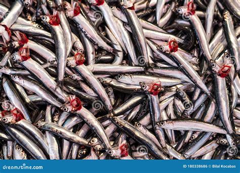 European Anchovy Hamsi in Turkish, Fish Species from Black Sea ...