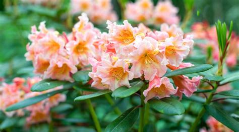 21 Different Types of Rhododendron To Plant This Season