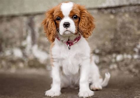 King Charles Spaniel Puppies for Sale | Central Park Puppies