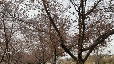 Utah Capitol cherry trees expected to see peak bloom this weekend ...