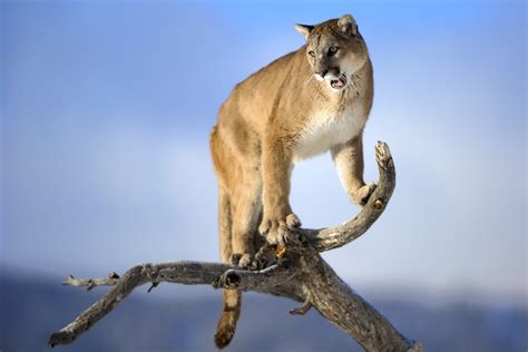 The Puma | A Beautiful Wild Animal | The Wildlife