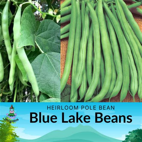 Organic Untreated Blue Lake Pole Bean Seeds Heirloom - Etsy