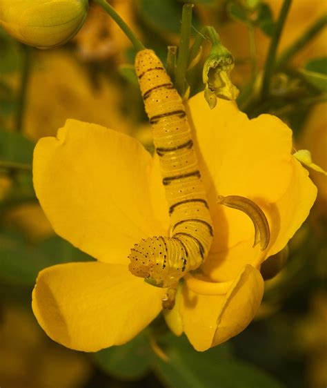 Giant Sulfur Butterfly Caterpillar | Caterpillars munching a… | Flickr